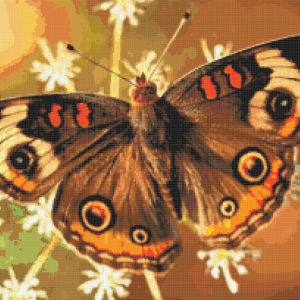 Deimantinės mozaikos | Spalvotas drugelis
